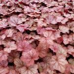 Purperklokje - Heuchera 'Georgia Peach'