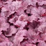 Heuchera 'Georgia Plum' - Purperklokje