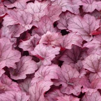 Heuchera 'Georgia Plum'