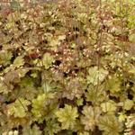 Heuchera 'Ginger Ale' - Purperklokje