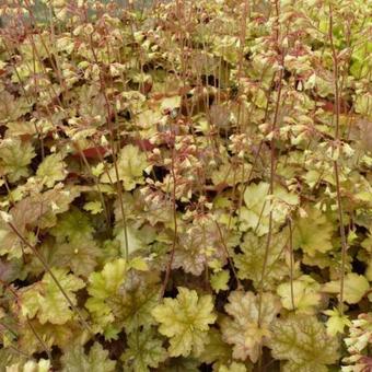 Heuchera 'Ginger Ale'