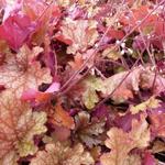 Heuchera 'Ginger Peach' - Purperklokje