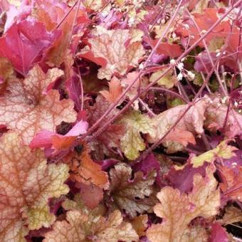 Heuchera 'Ginger Peach'