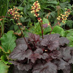 Heuchera 'Gotham' - Purperklokje