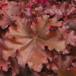 Heuchera INDIAN SUMMER 'Boysenberry' - Purperklokje