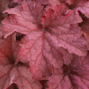 Heuchera INDIAN SUMMER 'Coralberry'