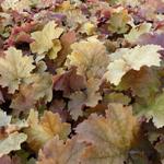 Heuchera 'Kassandra' - Purperklokje