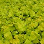 Heuchera 'Lime Marmalade' - Purperklokje