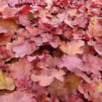 Heuchera LITTLE CUTIE 'Blondie' - Purperklokje, miniatuur