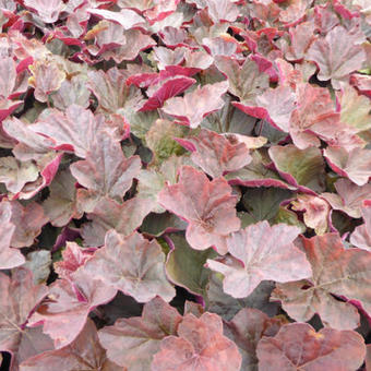 Heuchera 'Magnum'