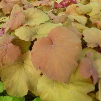 Heuchera 'Mega Caramel'