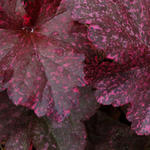 Heuchera 'Midnight Rose' - Purperklokje