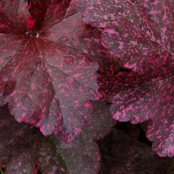 Heuchera 'Midnight Rose'