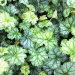 Heuchera 'Mint Frost' - Purperklokje