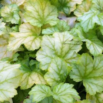 Heuchera 'Mint Julep'