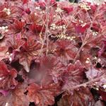 Heuchera 'Mocha' - Purperklokje