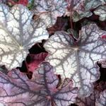 Heuchera micrantha 'Pewter Moon' - Purperklokje