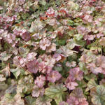 Heuchera 'Pinot Gris' - Purperklokje