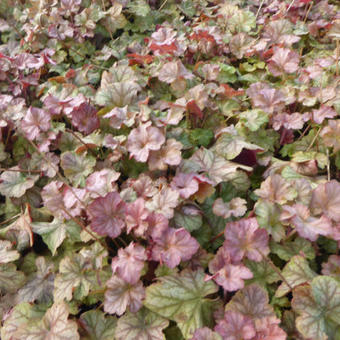 Heuchera 'Pinot Gris'