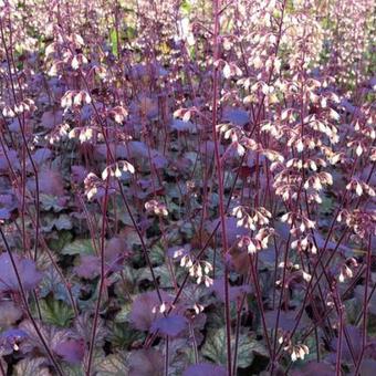 Heuchera 'Pinot Noir'