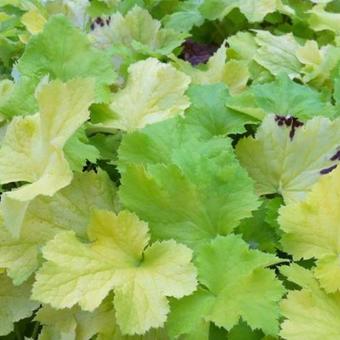 Heuchera 'Pistache'