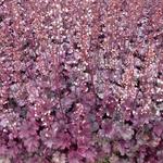 Heuchera 'Plum Royale' - Purperklokje