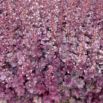 Purperklokje - Heuchera 'Plum Royale'