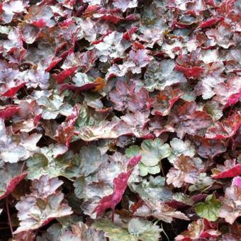 Heuchera 'Rachel'