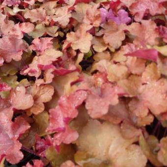 Heuchera 'Red Sea'