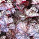 Heuchera 'Regina' - Purperklokje