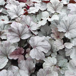 Heuchera 'Silver Gumdrop' - Purperklokje