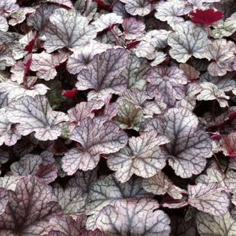 Heuchera 'Silver Scrolls'