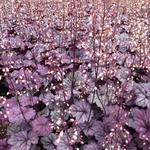 Heuchera 'Sugar Plum'  - Purperklokje