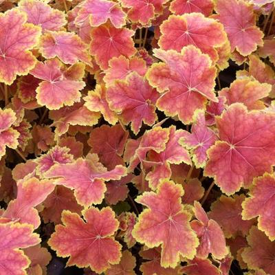 Purperklokje - Heuchera 'Tiramisu'