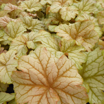 Heuchera - Purperklokje