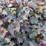 Heuchera micrantha 'Palace Purple' - Purperklokje