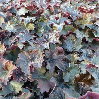 Heuchera micrantha 'Palace Purple' - Purperklokje