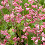 Heuchera sanguinea 'Bressingham Hybrids' - Purperklokje