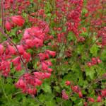 Heuchera sanguinea 'Leuchtkäfer' - Purperklokje