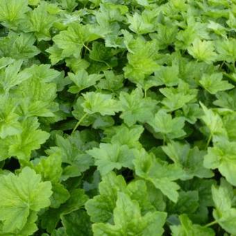 Heuchera 'Chantilly'