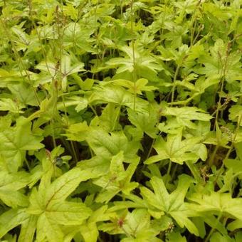 X Heucherella 'Alabama Sunrise'