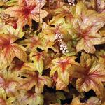 X Heucherella 'Brass Lantern' - Purperklokje