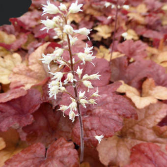 X Heucherella 'Buttered Rum'