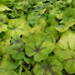 X Heucherella 'Citrus Shock' - Purperklokje