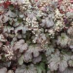 X Heucherella 'Cracked Ice' - Purperklokje