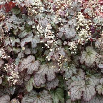 X Heucherella 'Cracked Ice'