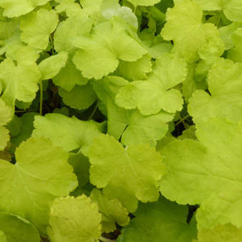 X Heucherella 'HAPPY HOUR Lime'