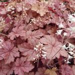 X Heucherella 'Honey Rose' - Purperklokje