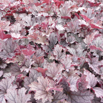 X Heucherella 'Plum Cascade'