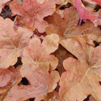 X Heucherella 'Red Rover'